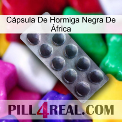 Cápsula De Hormiga Negra De África 30